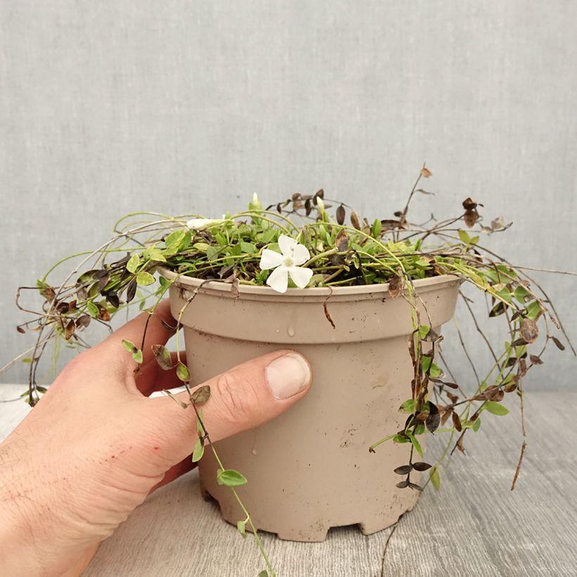 Spécimen de Vinca minor Gertrude Jekyll - Pervenche à petite fleurs  Pot de 2L/3L tel que livré au printemps