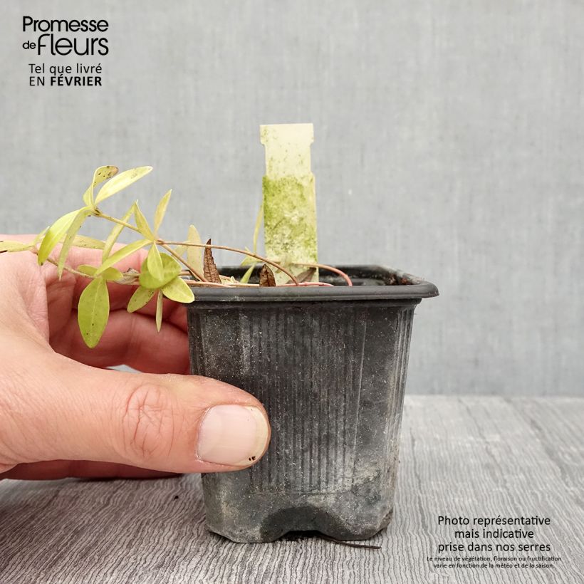 Spécimen de Vinca minor Grüner Teppich - Petite pervenche Green Carpet Godet de 8/9 cm tel que livré en hiver