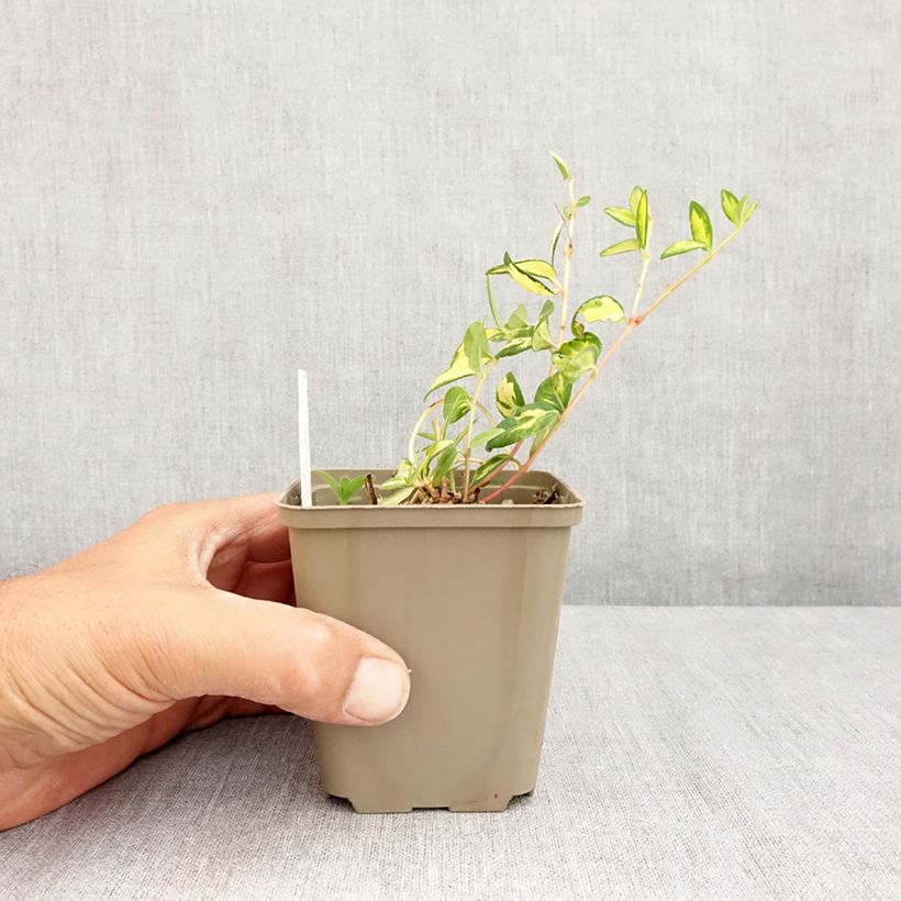 Spécimen de Vinca minor Illumination - Pervenche panachée à petites fleurs  Godet de 8/9 cm tel que livré en été
