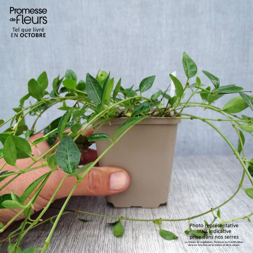 Spécimen de Vinca minor Josefine - Petite pervenche Godet de 8/9 cm tel que livré en automne