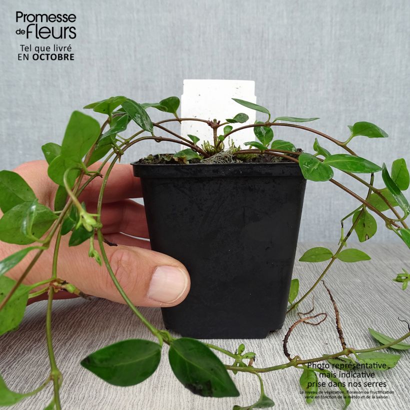 Spécimen de Vinca minor Marie - Pervenche à petite fleurs  Godet de 8/9 cm tel que livré en automne