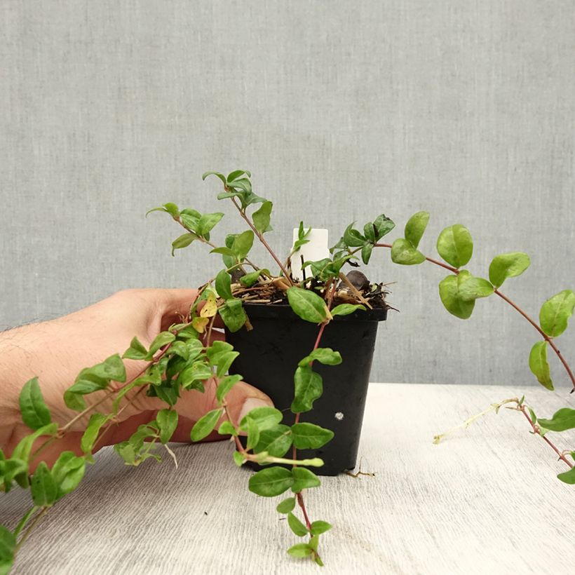Spécimen de Vinca minor Multiplex - Petite pervenche semi-double Godet de 8/9 cm tel que livré en automne