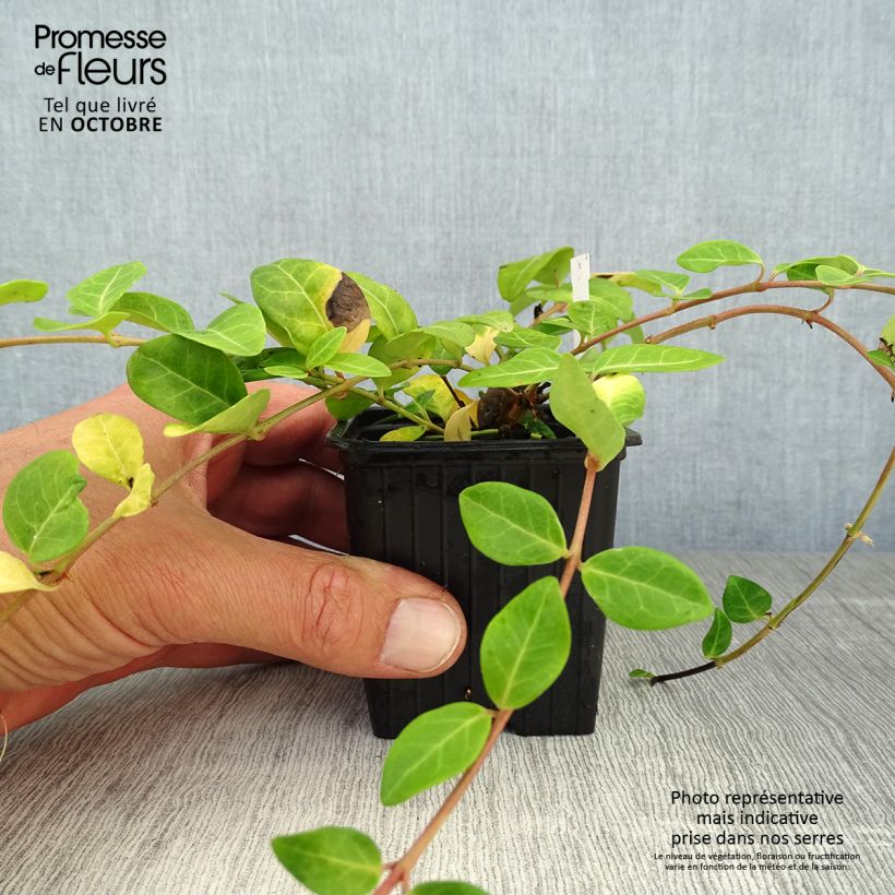 Spécimen de Vinca minor- Petite pervenche Godet de 7/8 cm tel que livré en automne