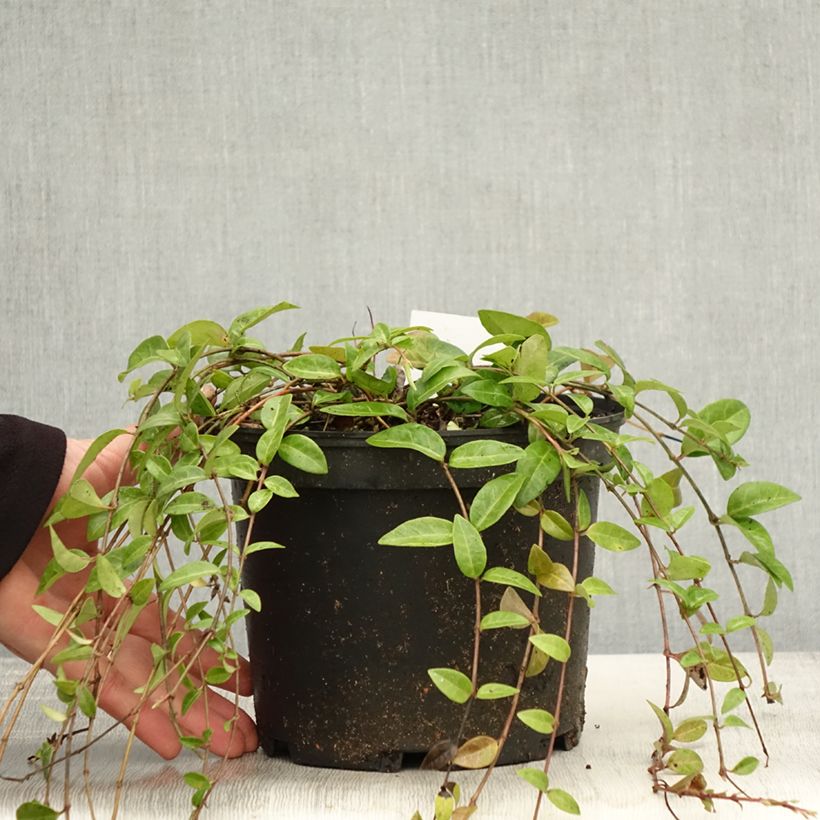 Spécimen de Vinca minor- Petite pervenche Pot de 2L/3L tel que livré en automne