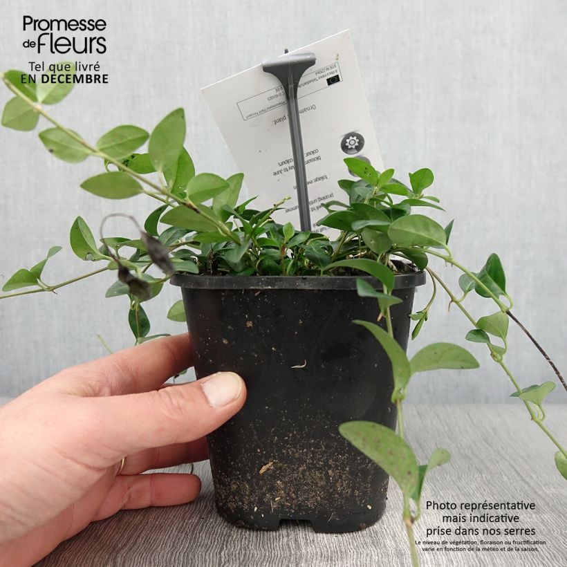 Spécimen de Vinca minor Sebastian s Beste - Trio de petites pervenches Pot de 2L/3L tel que livré en automne