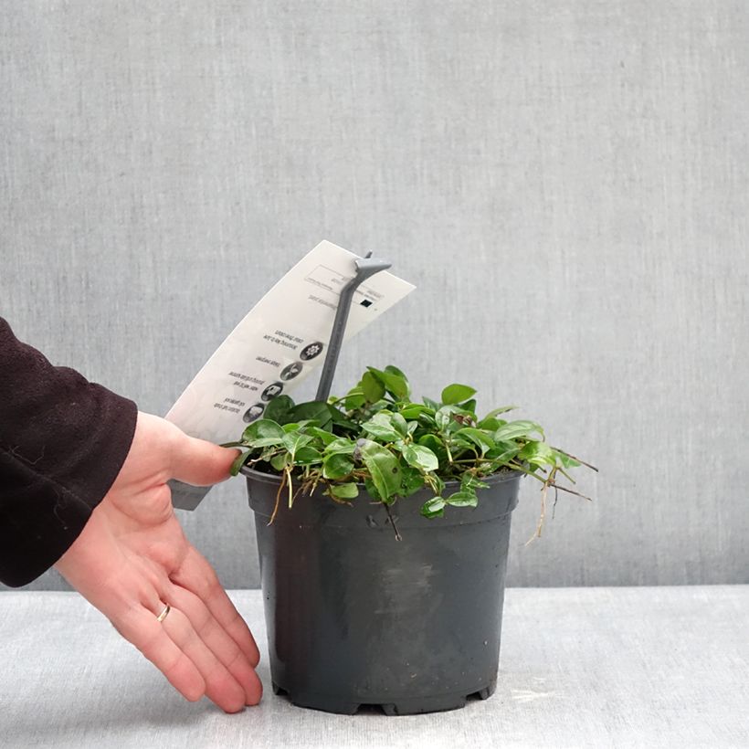 Spécimen de Vinca minor Sebastian s Beste - Trio de petites pervenches Pot de 2L/3L tel que livré en hiver