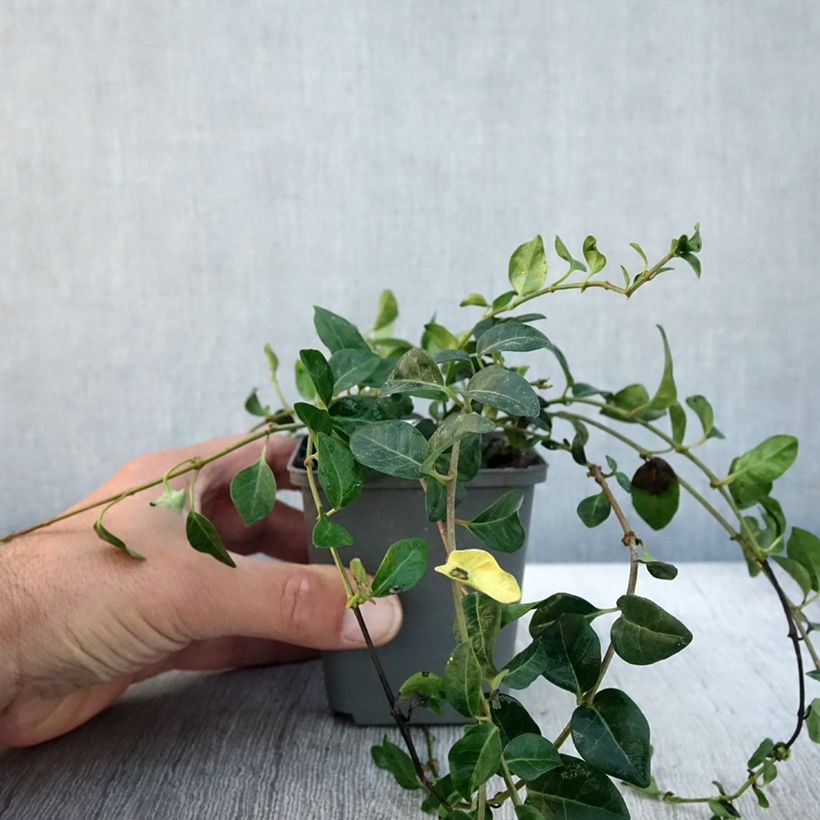 Spécimen de Vinca minor Valentin - Petite Pervenche Godet de 8/9 cm tel que livré en automne