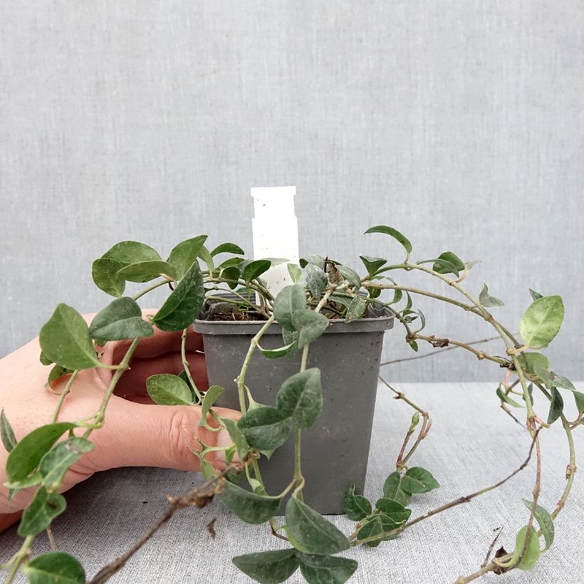 Spécimen de Vinca minor Valentin - Petite Pervenche Godet de 8/9 cm tel que livré en hiver