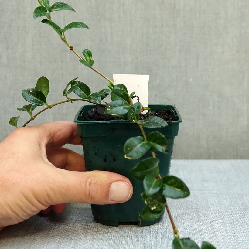 Spécimen de Vinca minor White Power - Pervenche à petite fleurs Godet de 8/9 cm tel que livré en automne