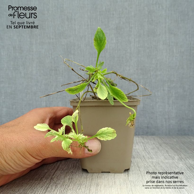 Spécimen de Viola Cornuta Columbine - Pensée à Cornes Godet de 8/9 cm tel que livré en automne