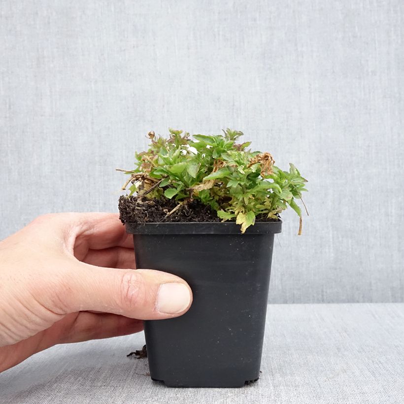 Spécimen de Viola Cornuta Icy but spicy Godet de 8/9 cm tel que livré au printemps