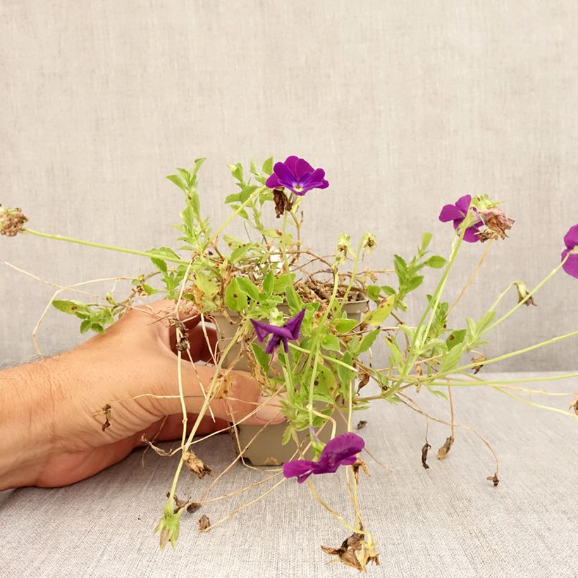 Spécimen de Viola cornuta Martin - Pensée à Cornes Godet de 8/9 cm tel que livré en été