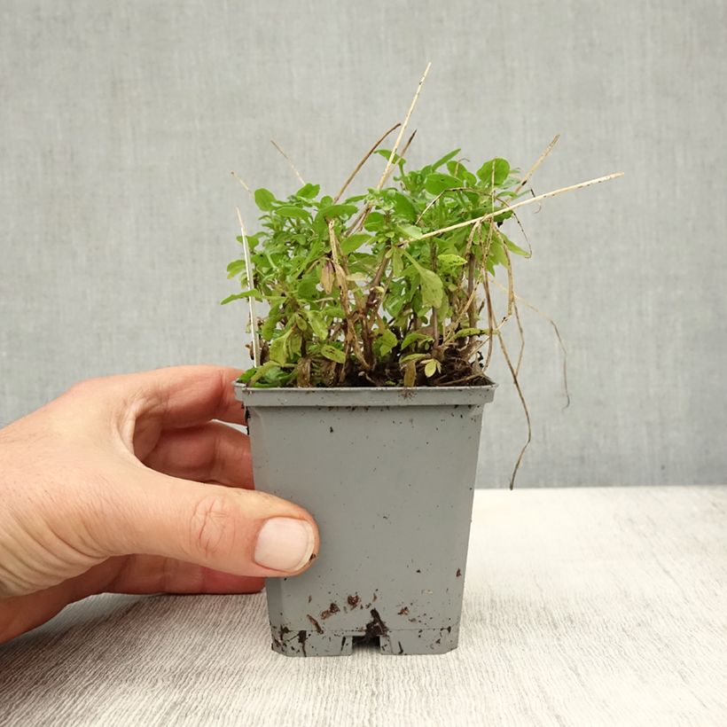 Spécimen de Viola cornuta Molly Sanderson - Pensée Godet de 8/9 cm tel que livré en automne