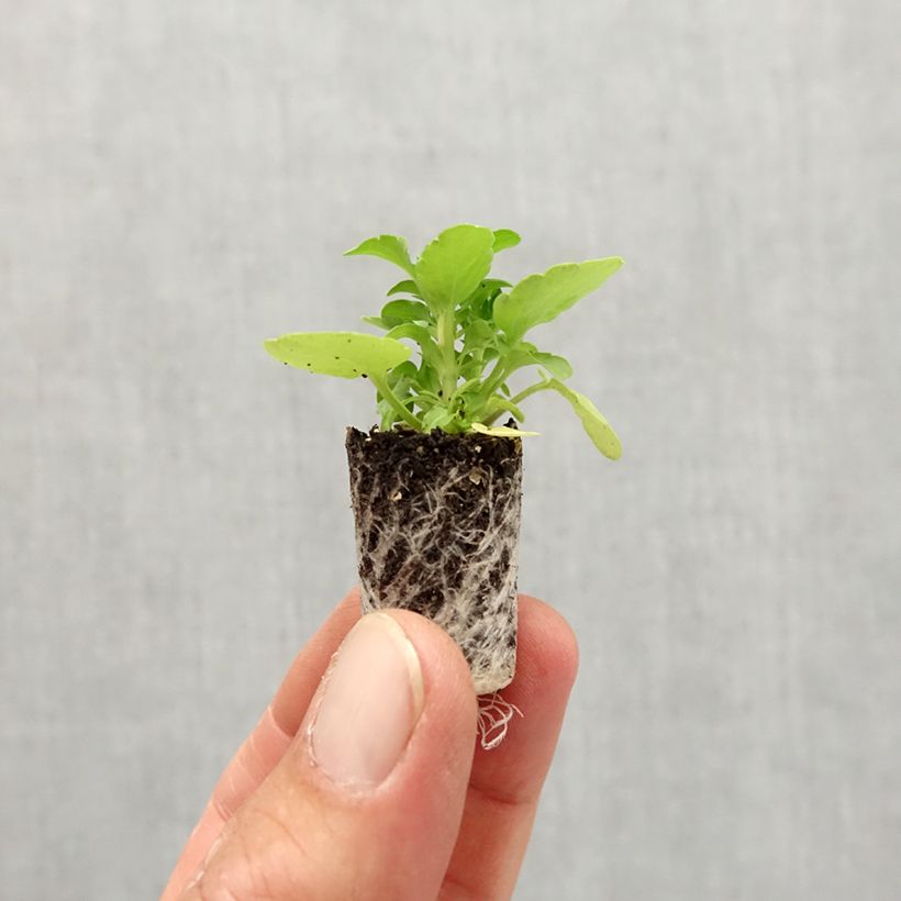 Spécimen de Violette cornue  Sorbet XP Raspberry Mini-motte - Viola cornuta  Mini-motte Ø 1,5/2,5 cm, Plant vert de 3 à 5 cm de haut environ tel que livré en automne