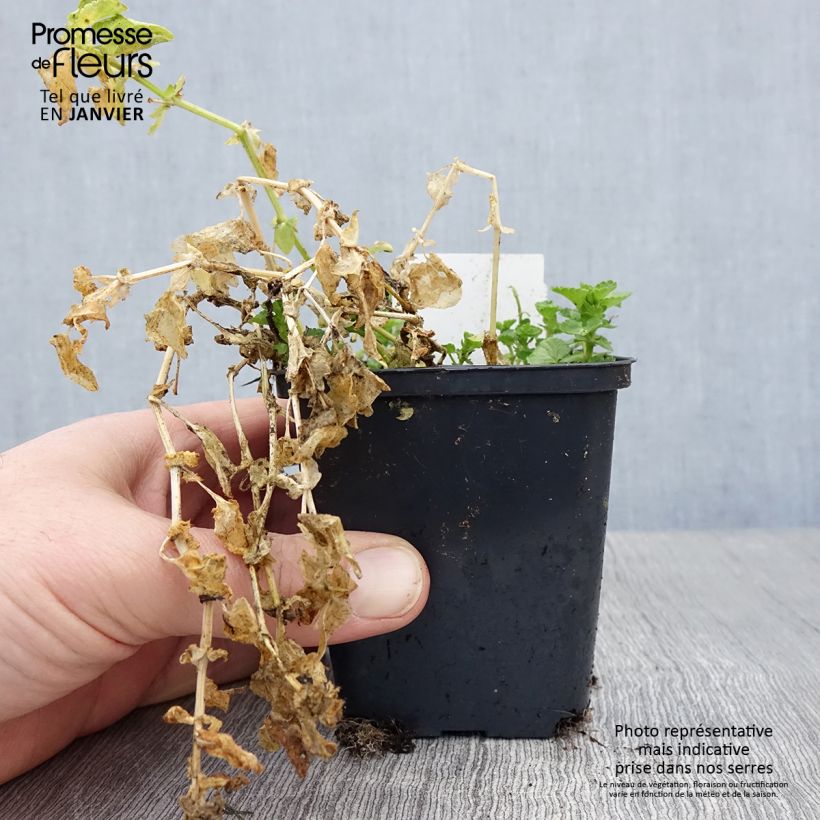 Spécimen de Violette cornue Wisley White - Viola cornuta Godet de 8/9 cm tel que livré en hiver