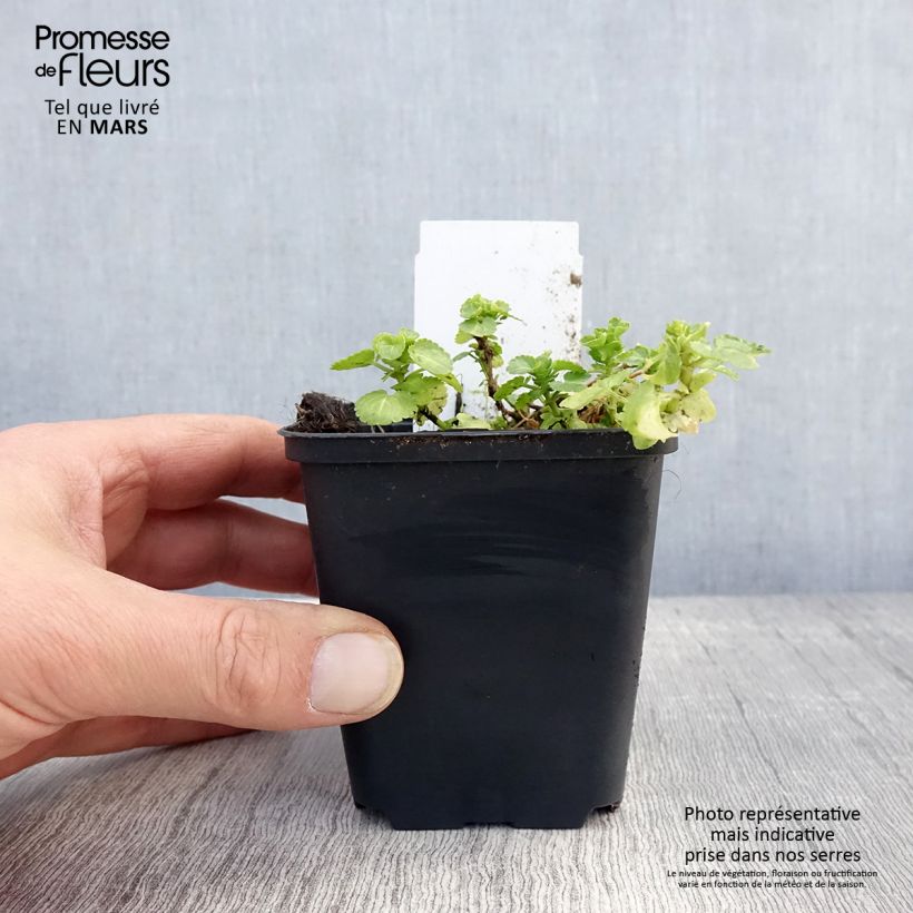 Spécimen de Violette cornue Wisley White - Viola cornuta Godet de 8/9 cm tel que livré au printemps