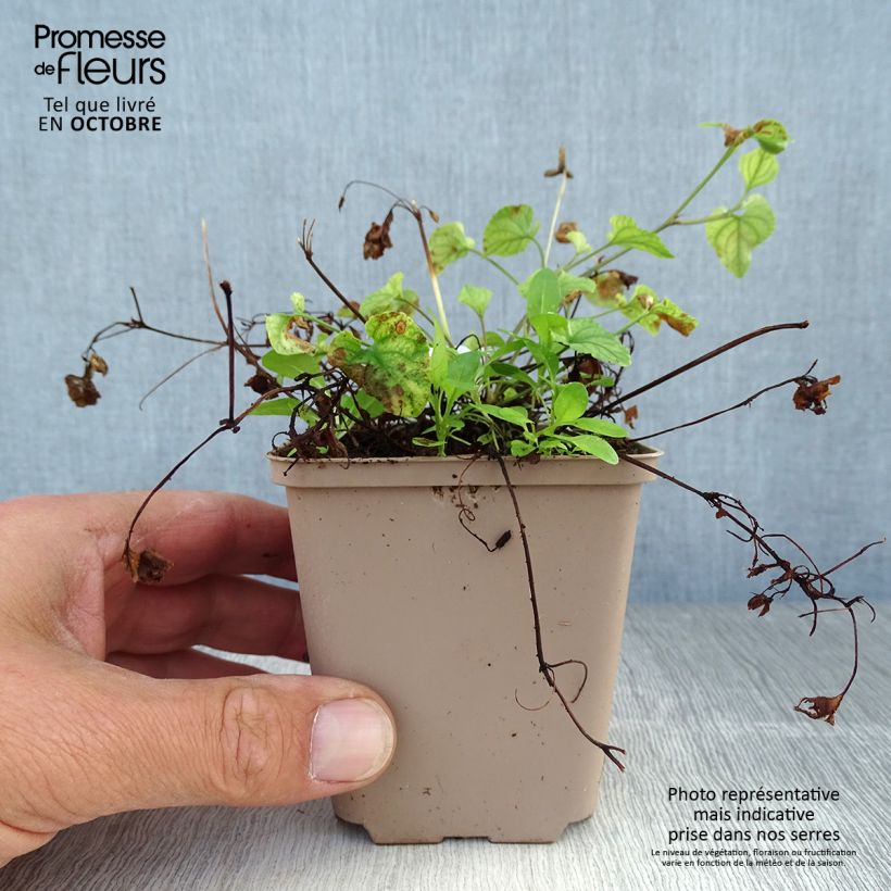 Spécimen de Violette des bois - Viola reichenbachiana Godet de 8/9 cm tel que livré en automne
