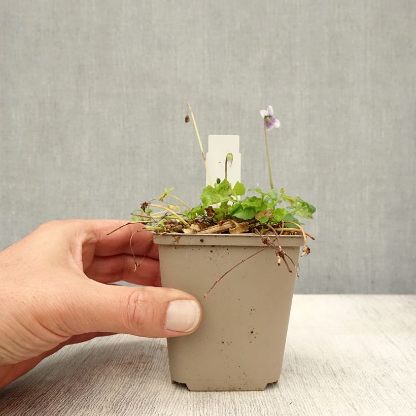 Spécimen de Violette à feuille de lierre - Viola hederacea Godet de 8/9 cm tel que livré en automne