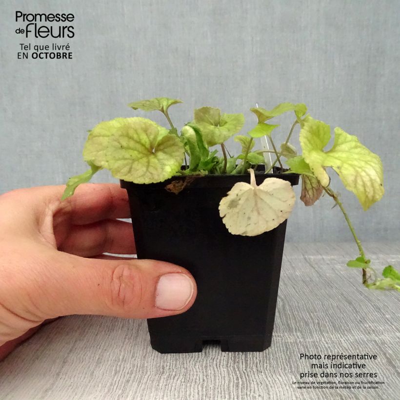 Spécimen de Violette odorante - Viola odorata Godet de 8/9 cm tel que livré en automne