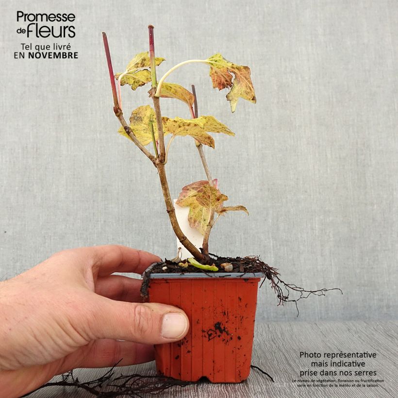 Spécimen de Viorne Boule de Neige - Viburnum opulus Roseum Godet de 8/9 cm tel que livré en automne