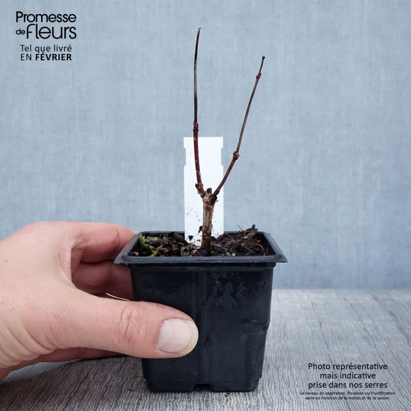 Spécimen de Viorne Boule de Neige - Viburnum opulus Roseum Godet de 8/9 cm tel que livré en hiver