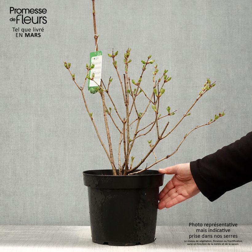 Spécimen de Viorne Boule de Neige - Viburnum opulus Roseum Pot de 7,5L/10L tel que livré au printemps