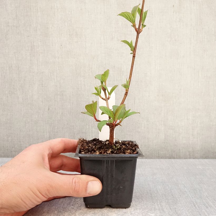 Spécimen de Viorne d'hiver - Viburnum bodnantense Charles Lamont. Godet de 8/9 cm tel que livré au printemps