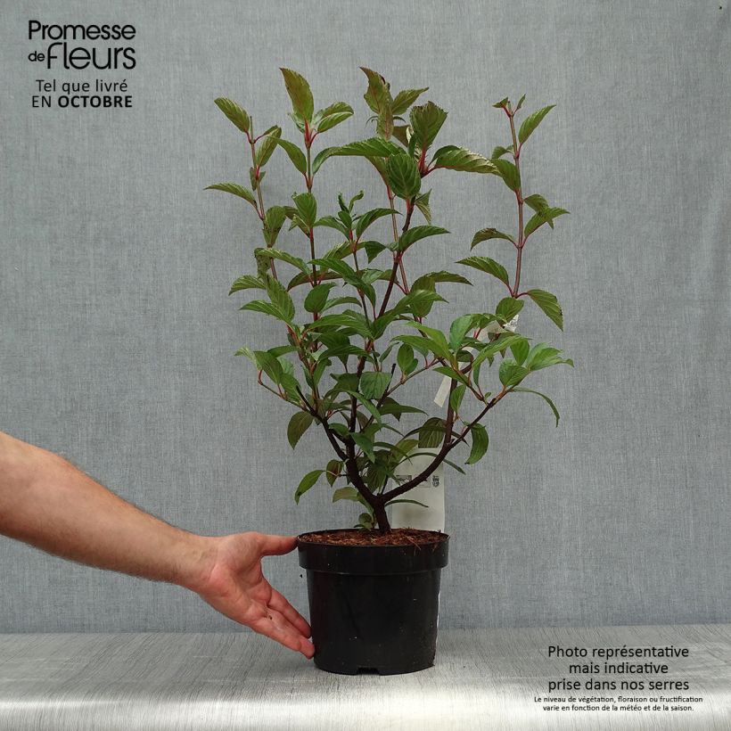 Spécimen de Viorne d'hiver - Viburnum bodnantense Charles Lamont. Pot de 3L/4L tel que livré en automne