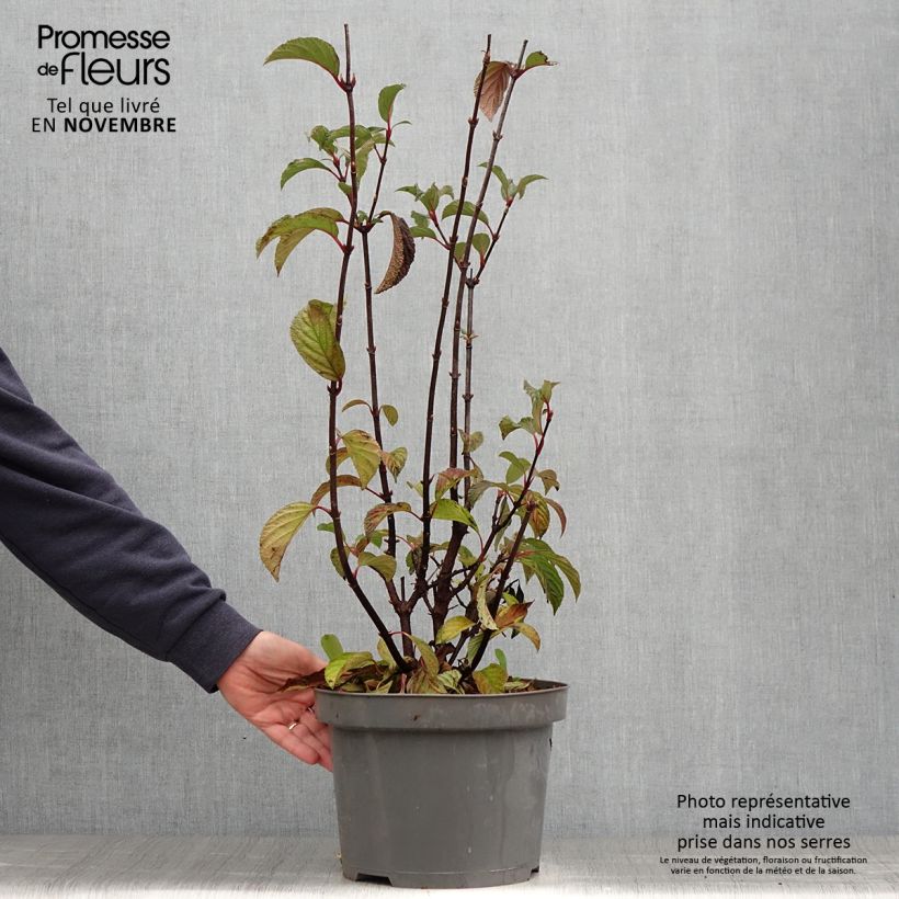 Spécimen de Viorne d'hiver - Viburnum bodnantense Dawn Pot de 6L/7L tel que livré en automne