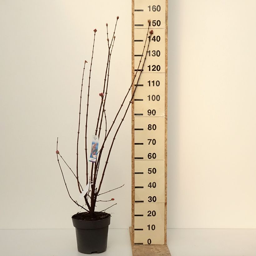 Spécimen de Viorne d'hiver - Viburnum bodnantense Dawn Pot de 7,5L/10L tel que livré en hiver