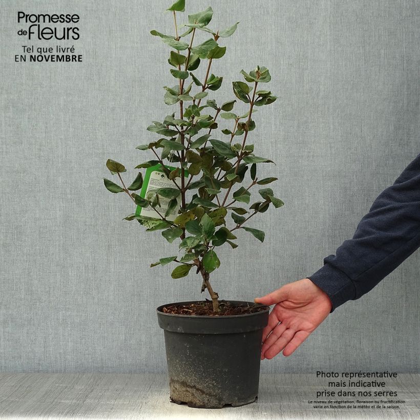 Spécimen de Viorne de Burkwood - Viburnum burkwoodii Ann Russell Pot de 3L/4L tel que livré en automne