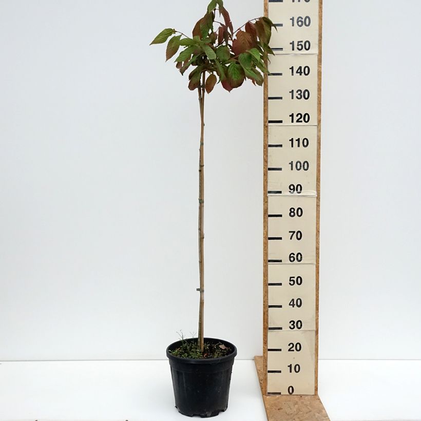 Spécimen de Viorne de Chine - Viburnum plicatum Cascade Pot de 12L/15L, Tige tel que livré en été