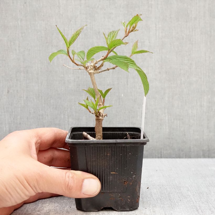 Spécimen de Viorne de Chine - Viburnum plicatum Kilimanjaro Sunrise Godet de 8/9 cm tel que livré au printemps