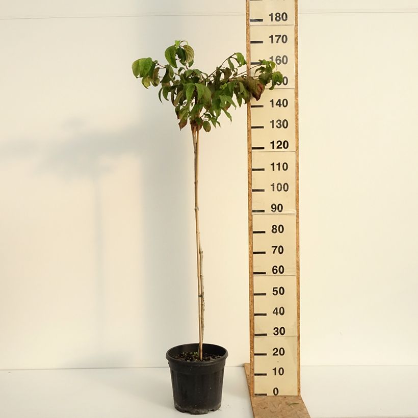 Spécimen de Viorne de Chine - Viburnum plicatum Mariesii Pot de 12L/15L, Tige de 120 cm tel que livré en été