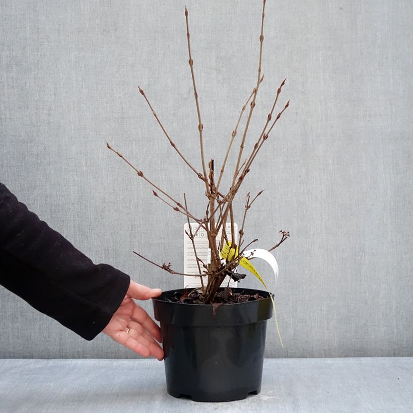 Spécimen de Viorne de Chine - Viburnum plicatum Molly Schroeder Pot de 2L/3L tel que livré en hiver