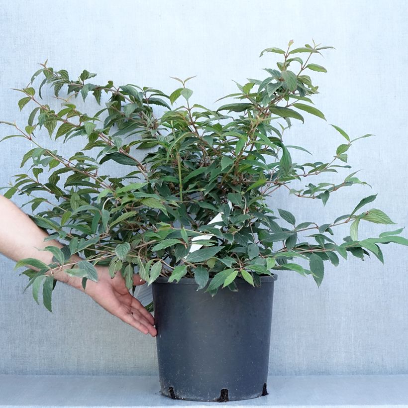 Spécimen de Viorne de Chine - Viburnum plicatum Molly Schroeder Pot de 7,5L/10L tel que livré en été