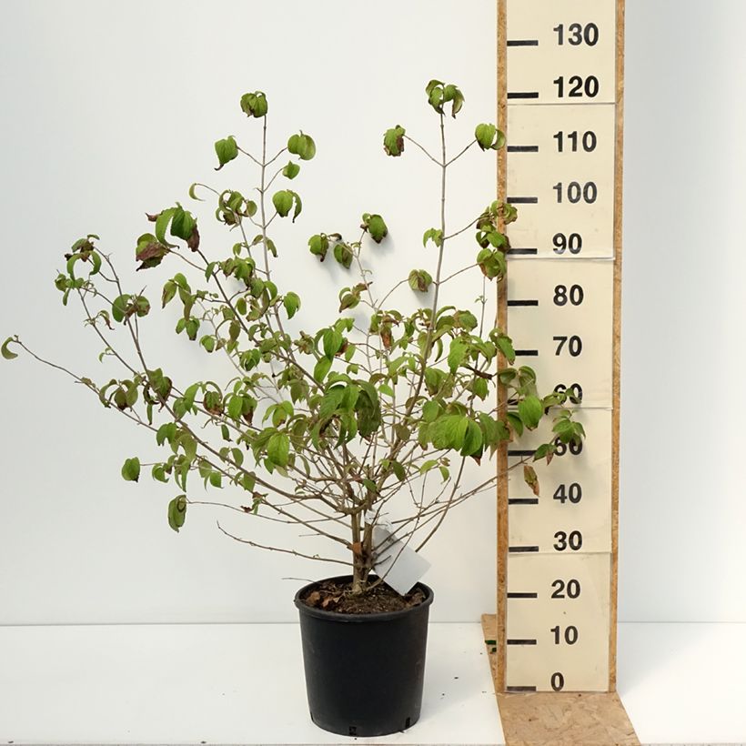 Spécimen de Viorne de Chine - Viburnum plicatum Shasta Pot de 12L/15L tel que livré en été