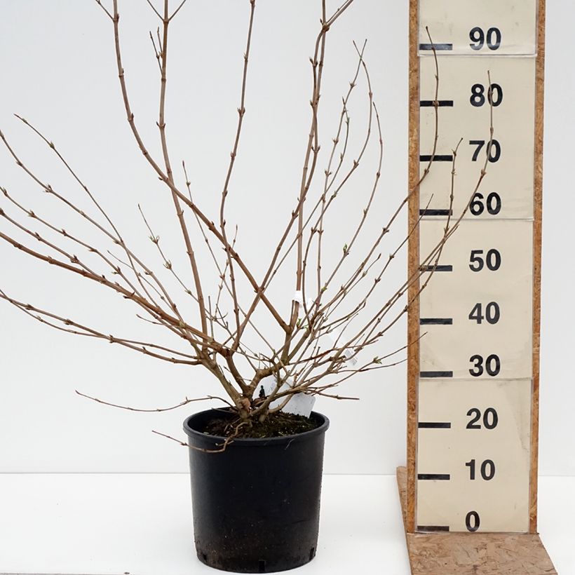 Spécimen de Viorne de Chine - Viburnum plicatum Shasta Pot de 12L/15L tel que livré en hiver