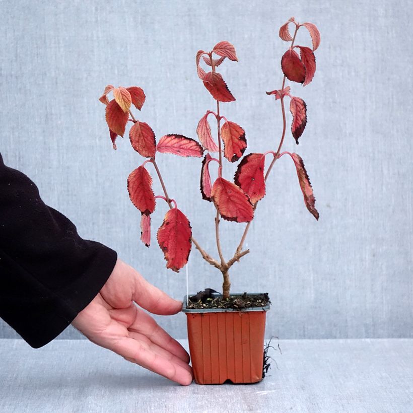 Spécimen de Viorne de Chine - Viburnum plicatum Tomentosum Godet de 8/9 cm tel que livré en automne