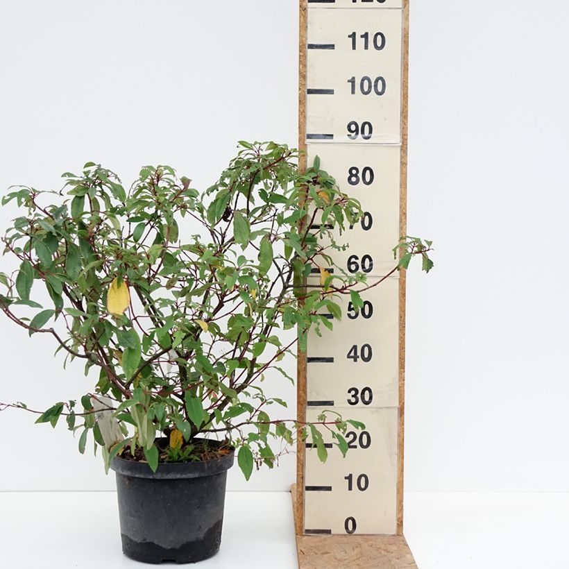 Spécimen de Viorne de David - Viburnum davidii Angustifolium Pot de 7,5L/10L tel que livré en automne