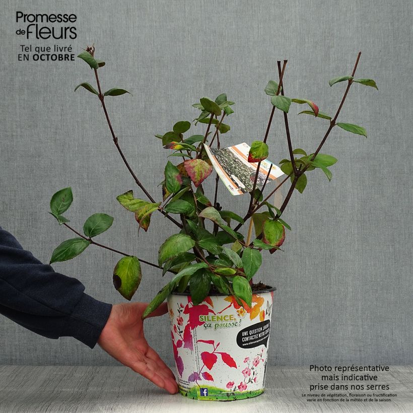 Spécimen de Viorne du Burkwood - Viburnum x burkwoodii Mohawk Pot de 4L/5L tel que livré en automne