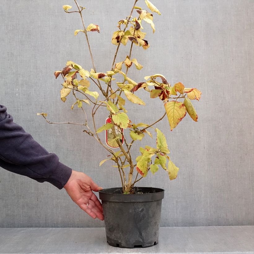 Spécimen de Viorne lantane - Viburnum lantana Aureum Pot de 4L/5L tel que livré en automne