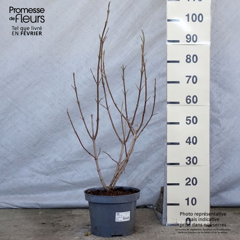 Spécimen de Viorne lantane -  Viburnum lantana Pot de 7,5L/10L tel que livré en hiver