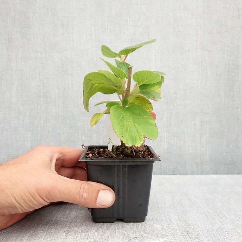 Spécimen de Viorne lantane -  Viburnum lantana Godet de 8/9 cm tel que livré en automne