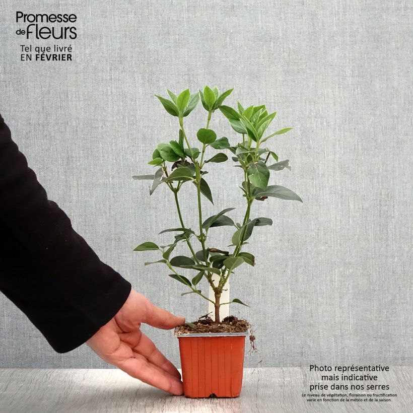 Spécimen de Viorne, Laurier Tin - Viburnum tinus Godet de 8/9 cm tel que livré en hiver