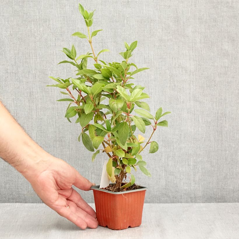 Spécimen de Viorne, Laurier-tin - Viburnum tinus Godet de 8/9 cm tel que livré en été