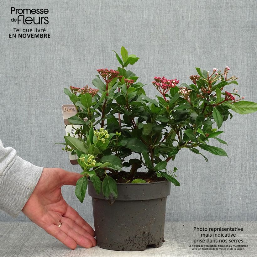 Spécimen de Viorne, Laurier tin - Viburnum tinus Gwenlian Pot de 2L/3L tel que livré en automne