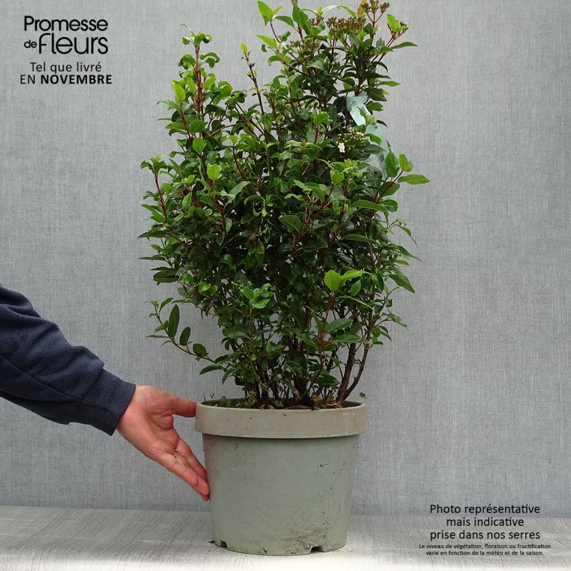 Spécimen de Viorne, Laurier Tin- Viburnum tinus Spirit Pot de 7,5L/10L tel que livré en automne