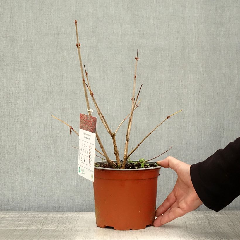 Spécimen de Viorne obier - Viburnum opulus Compactum  Pot de 3L/4L tel que livré en automne