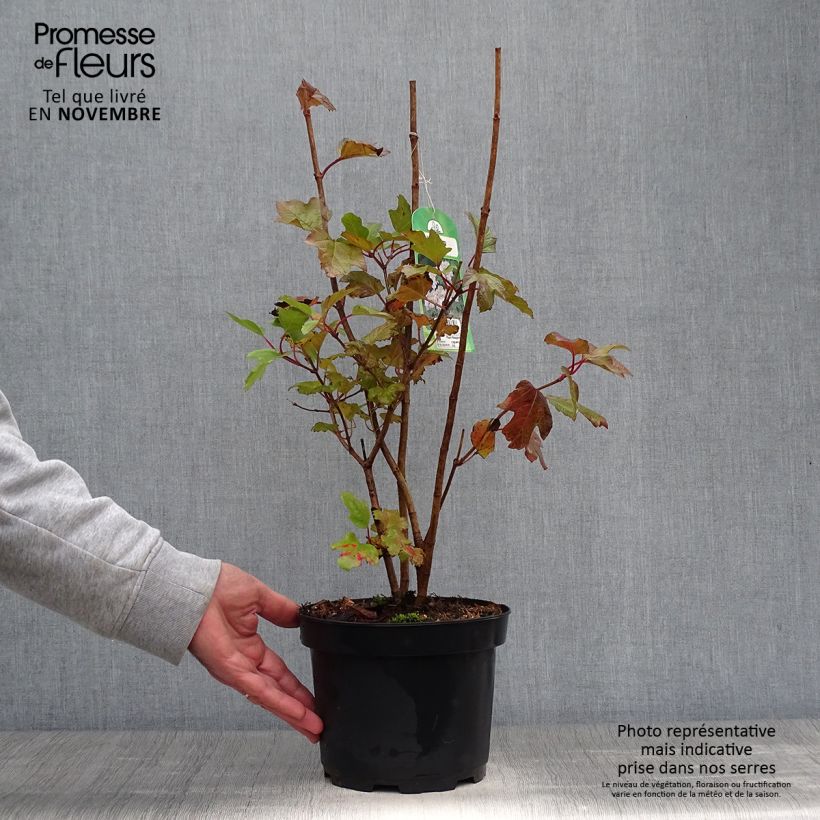 Spécimen de Viorne obier - Viburnum opulus Pot de 2L/3L tel que livré en automne
